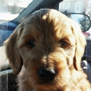 Meet your Posher, Dana